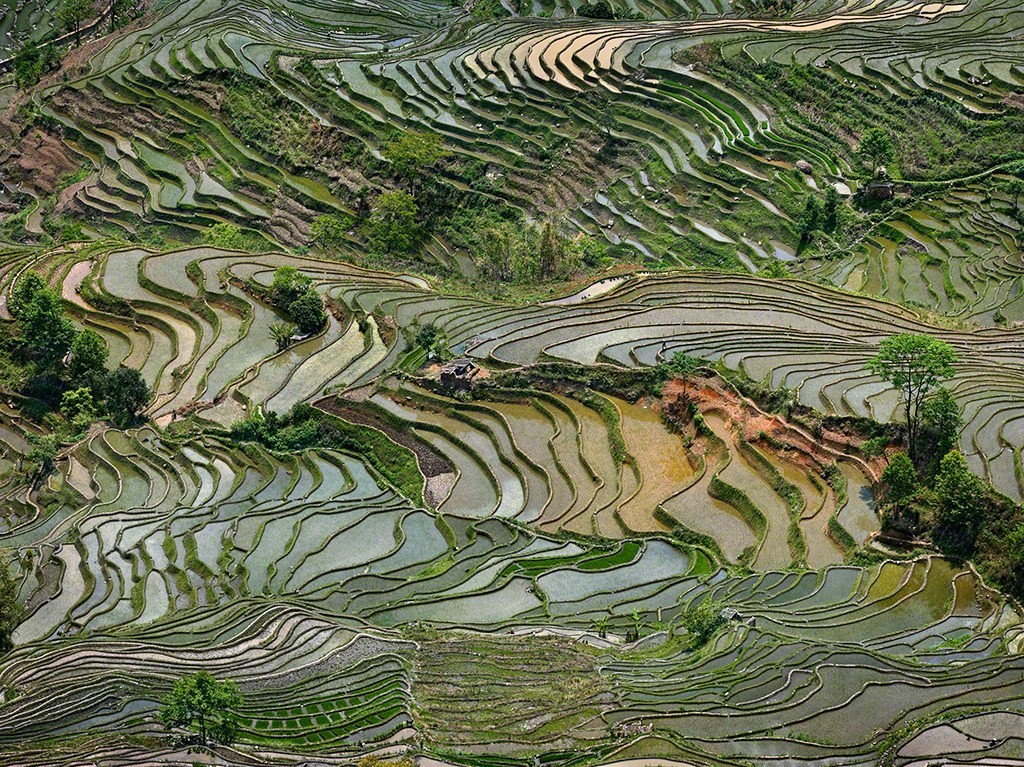 Rice Terraces #4, Western Yunnan Province, China